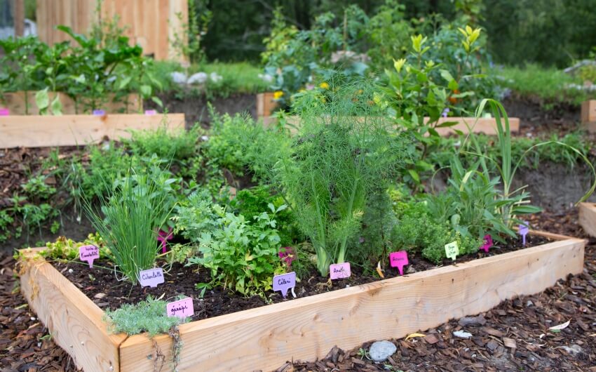 Organic vegetable and herb outdoor garden