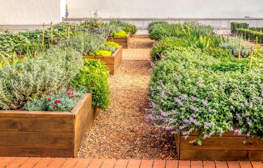 Raised beds in an urban outdoor garden growing plants herb, spices, and vegetables