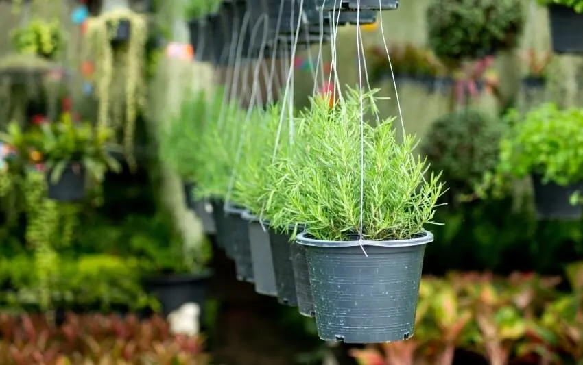 Rosemary in hanging pots in a herb outdoor garden