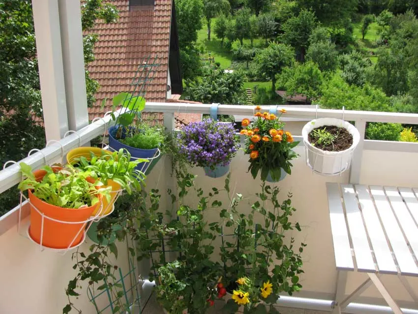 Terrace garden with potted plants, and flowers