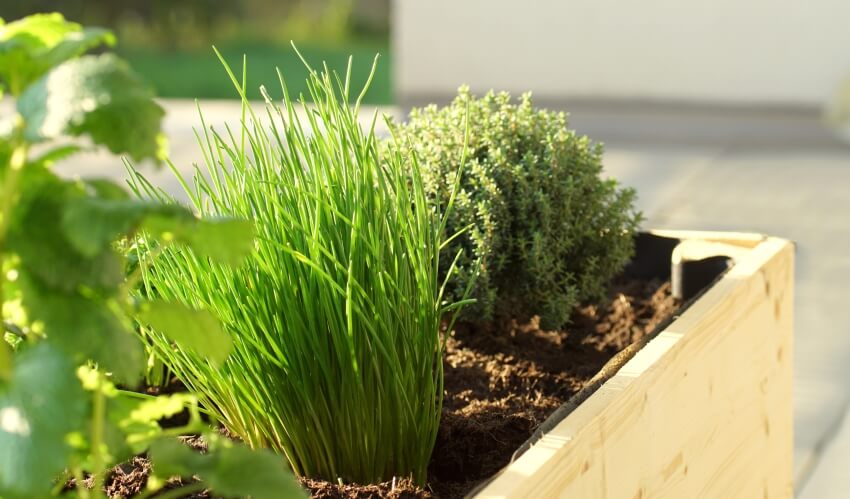 Thyme, mint, and chives grow in a wooden raised bed in an outdoor herb garden