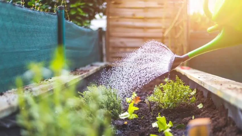 Watering fresh vegetables and herbs on fruitful soil in an outdoor garden