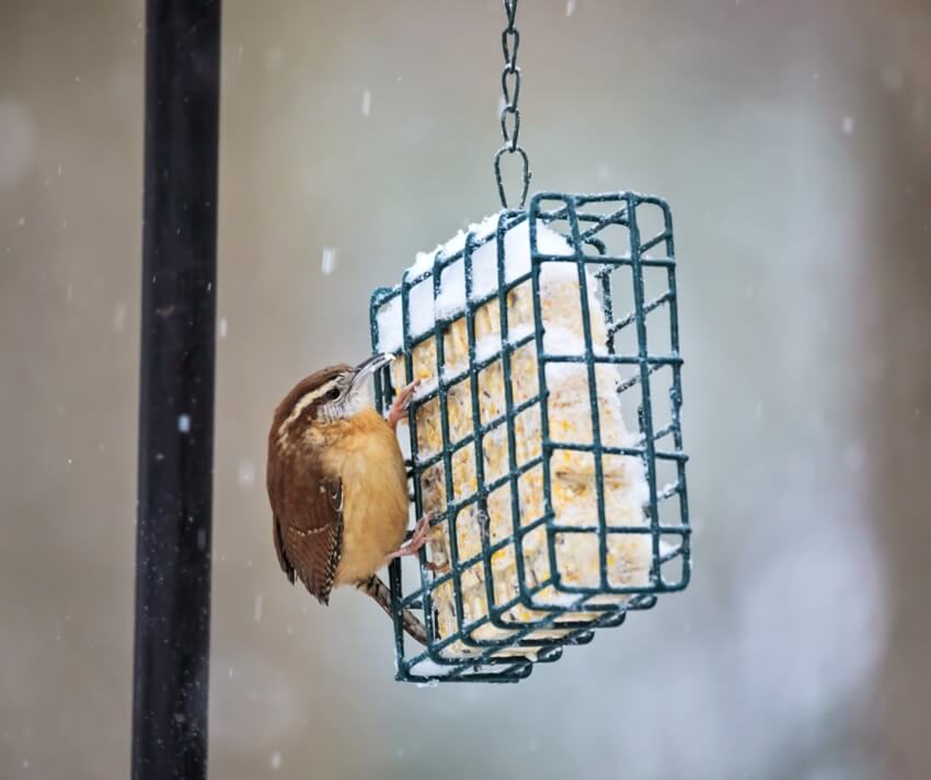 A bird perched on a suet feeder eating a suet cake during a winter snowstorm