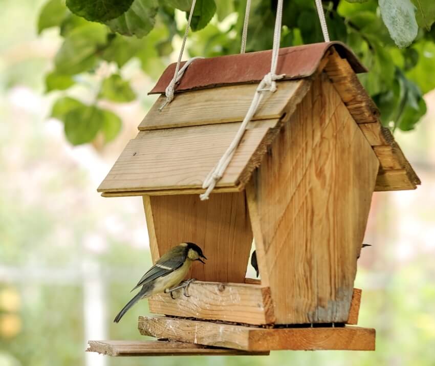 A bird feeding at backyard feeder hanging on tree