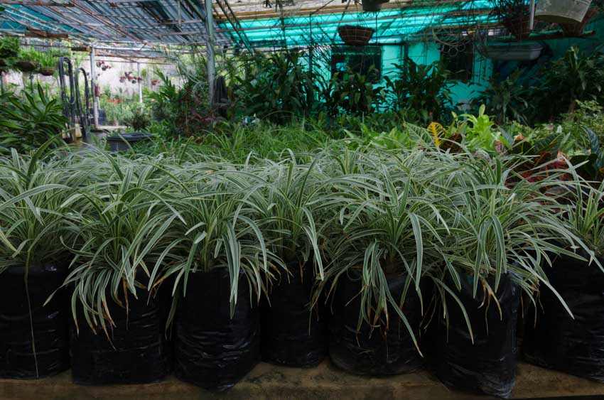 A garden full of potted plants