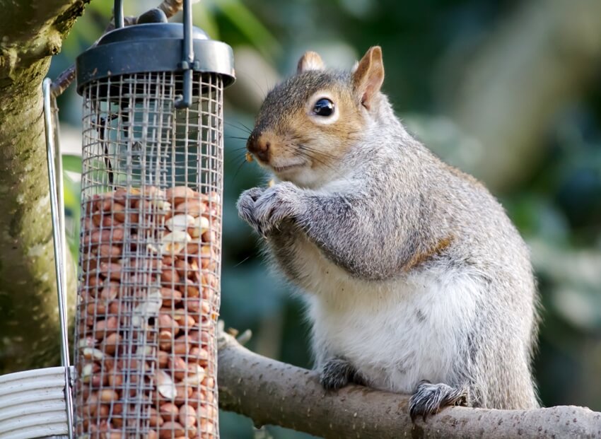 A grey squirrel eating peanuts from a bird feeder