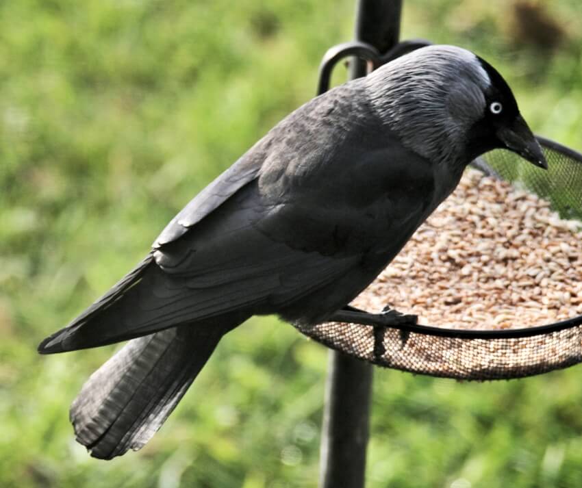 A crow on a bird feeder in the garden