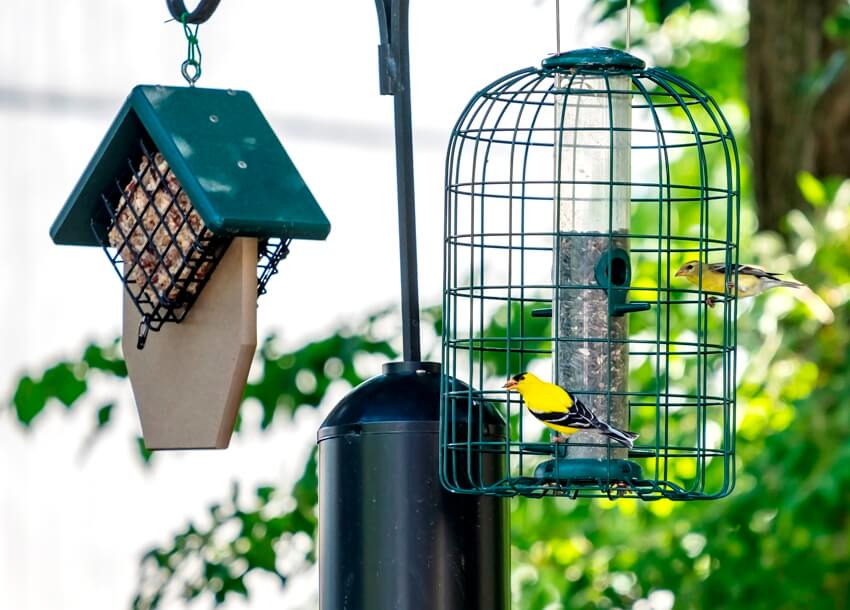 A pair of birds eating black oil sunflower seeds at a bird feeder in a backyard
