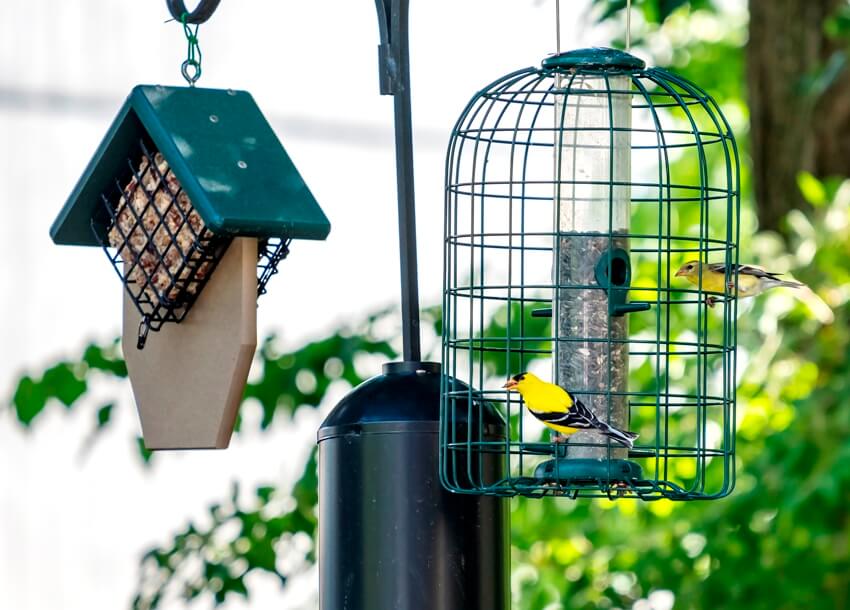 A pair of birds eating black oil sunflower seeds at a feeder in a backyard