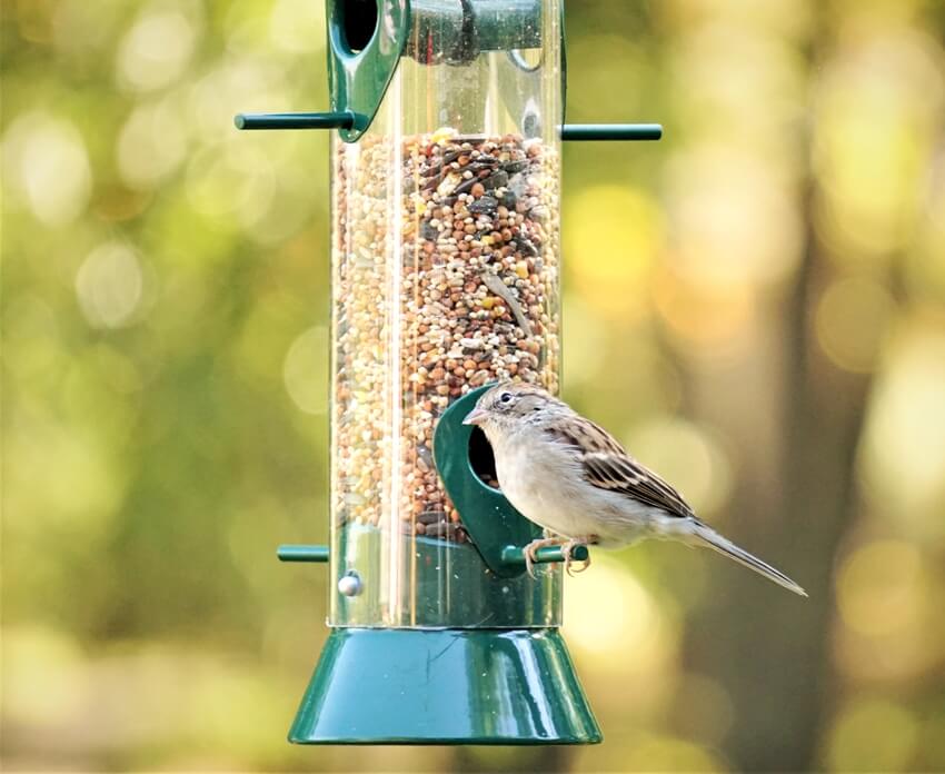 A single house sparrow perching on the bird tube feeder