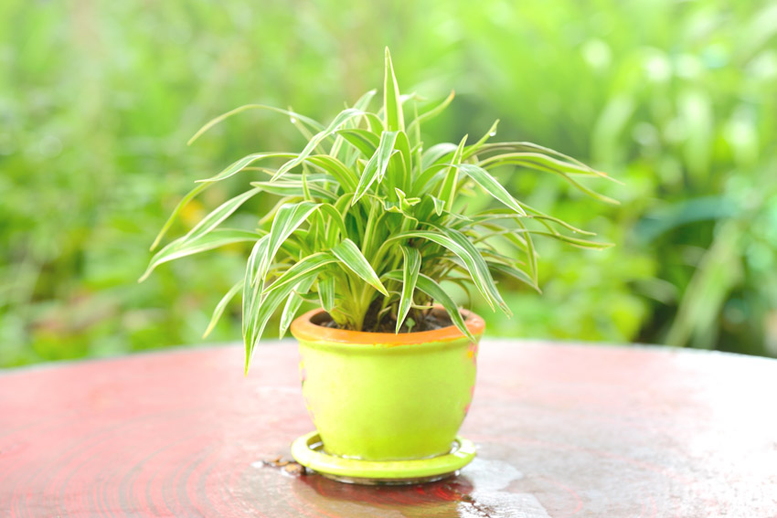 A type of spider plant placed on top of a wood table