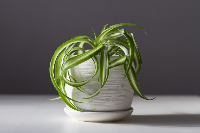 An image of a potted spider plant for indoor decor purposes