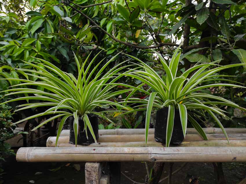 An outdoor bench made wood with plants on it