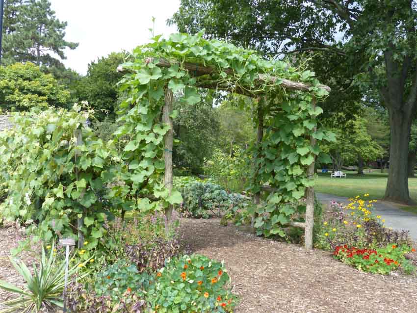 Backyard area with vines plants, flowers, and a garden arbor