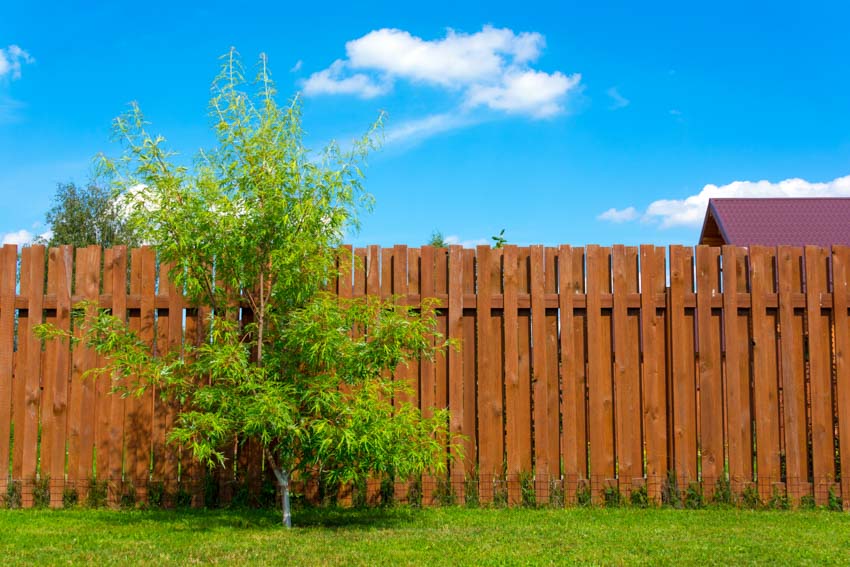 Backyard with shadowbox fence and small tree