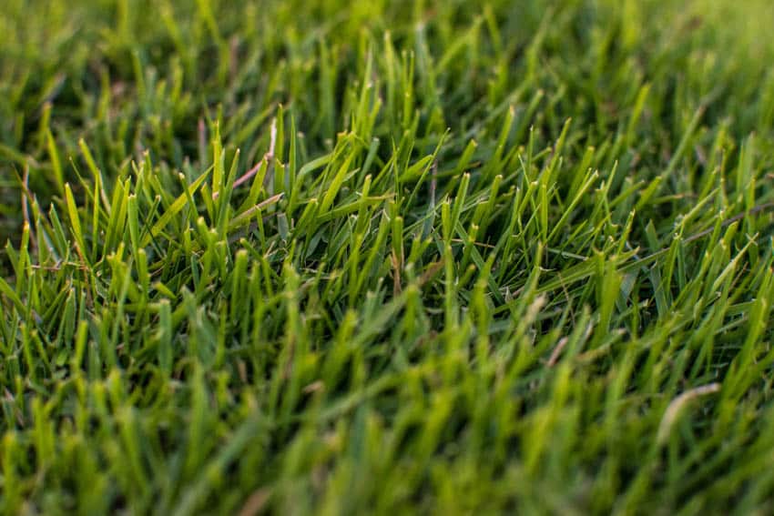 Bermuda type of sod grass