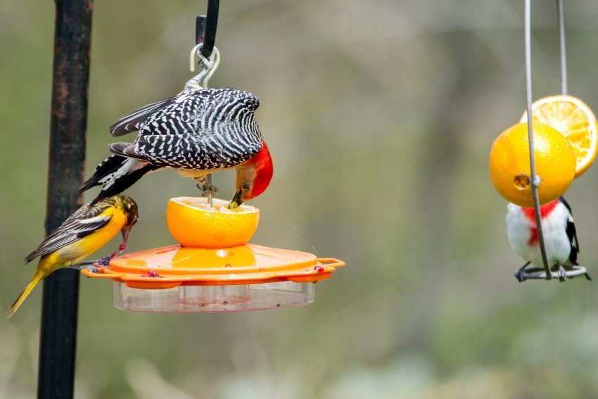 Birds feeding on oranges and grape jelly at a backyard oriole fruit feeder