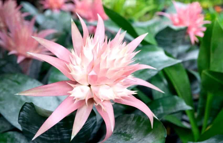 Blooming pink tropical aechmea bromeliad plant with green leaves
