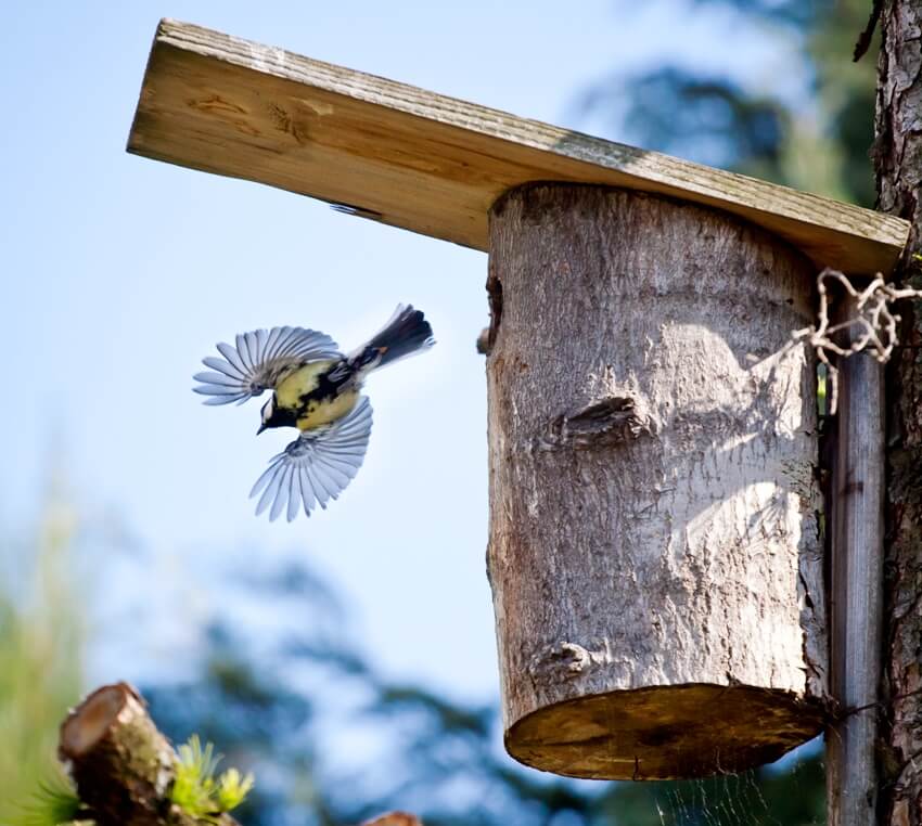 Blue tit bird flying out from a DIY log feeder
