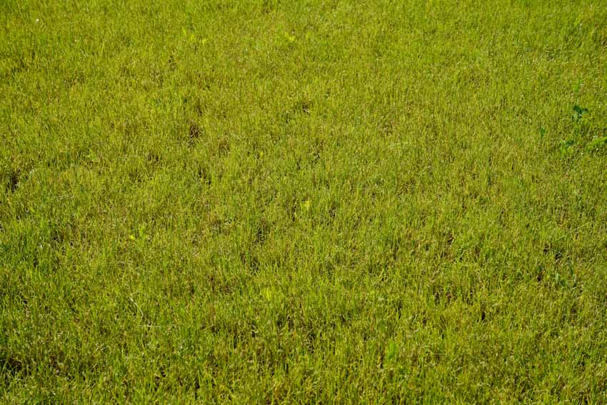 Bluegrass type of sod grass