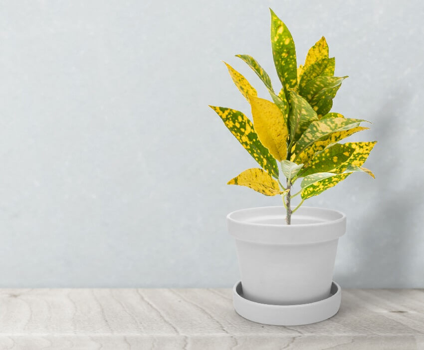 A close up of image of attractive wide leaves of gold dust croton plant on shiny white pot