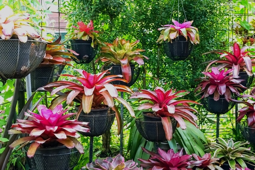 Colorful neoregelia plant hanging outside for home decoration