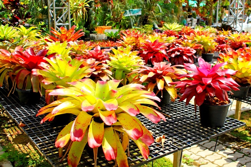 Colorful bromeliads in the garden