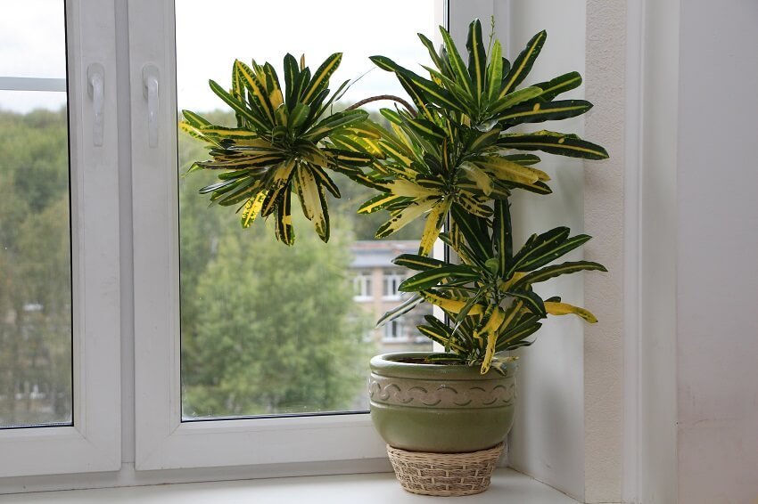 A croton plant in a green clay pot on a window sill