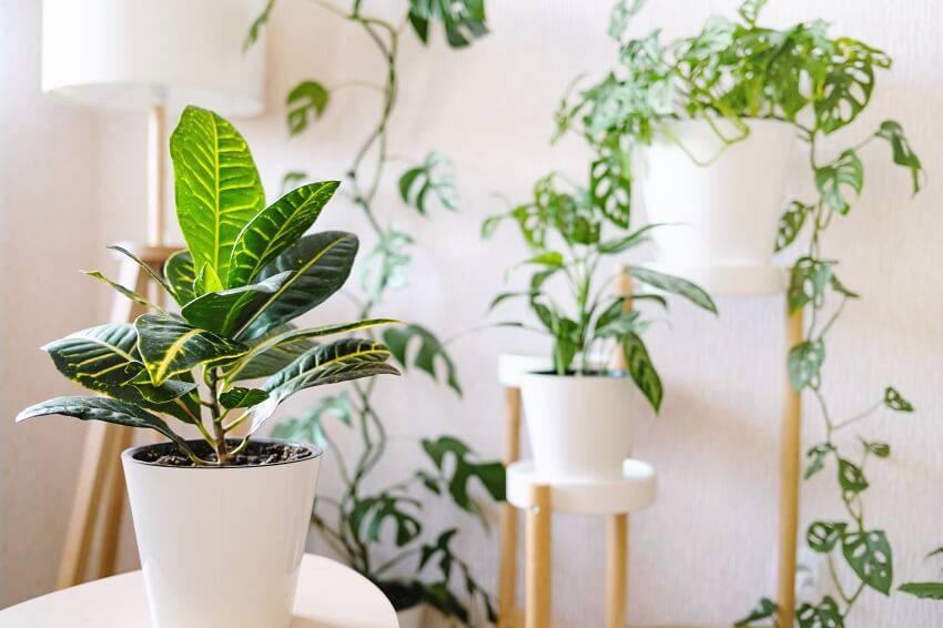 A croton plant in a white flower pot in the living room with many home plants at the back