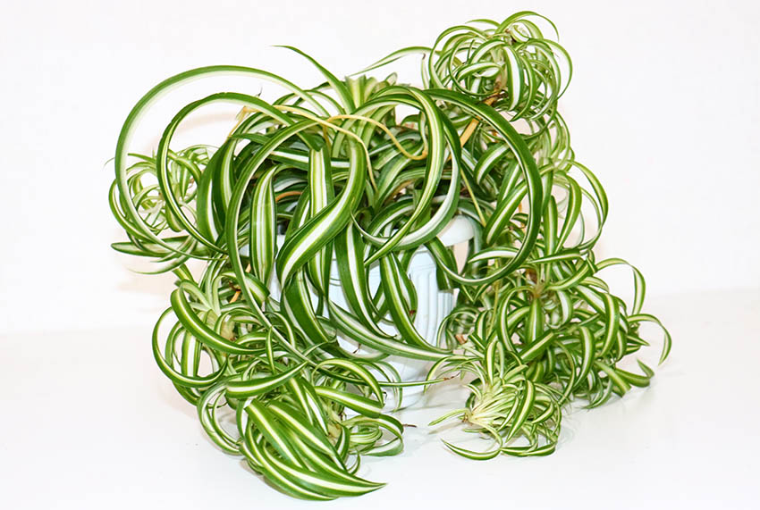 Curly Spider Plants