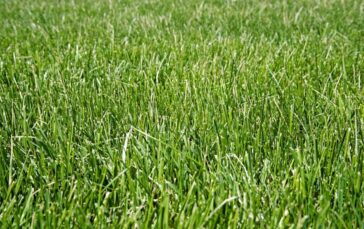 Types Of Sod Grass (varieties Of Grass & Sod Care Tips)