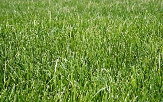 Types Of Sod Grass (Varieties of Grass & Sod Care Tips)