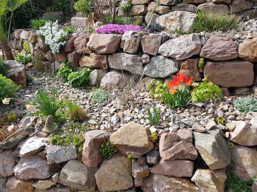Gravel garden with large stones, flowers, and plants