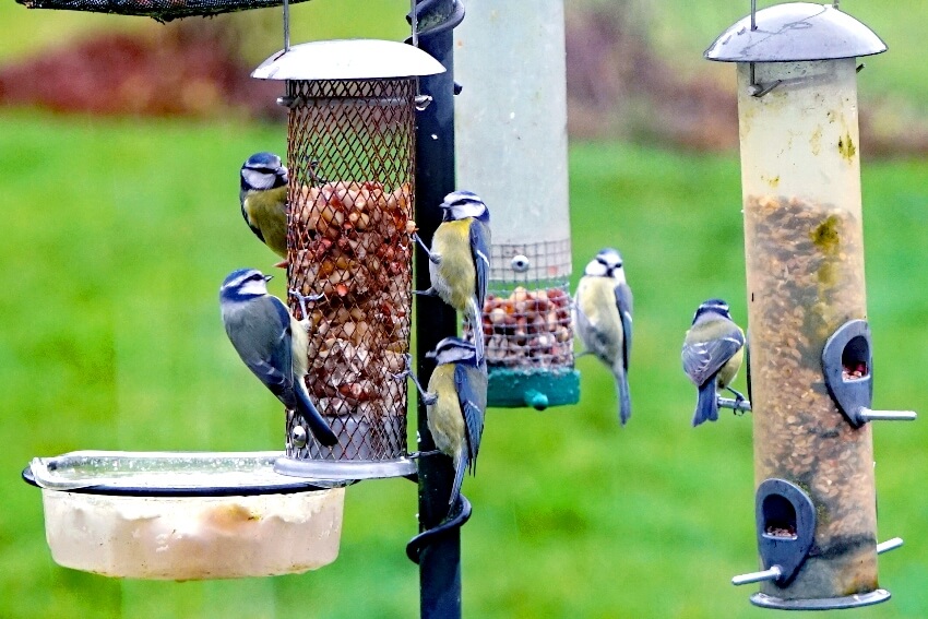 Great tits and blue tits feeding in garden 