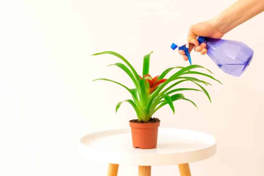 A hand spraying red flower guzmania plant on white coffee table on light beige background