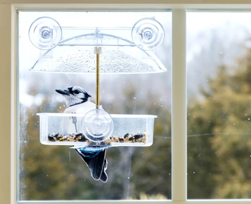 A large blue jay bird in window attached birdfeeder on a wet cold day