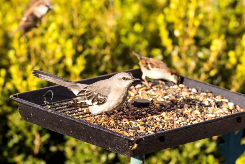 A mockingbird on a platform feeder