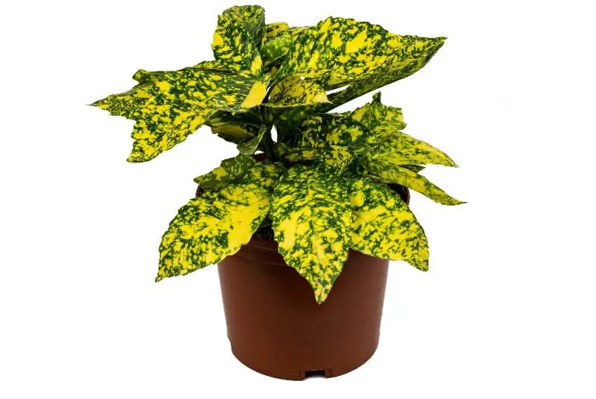 A nice potted croton petra plant