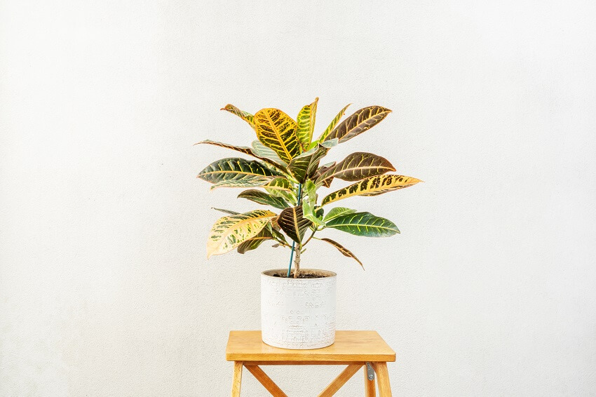 A nice potted colorful and beautiful leaves of croton petra on light wooden stool