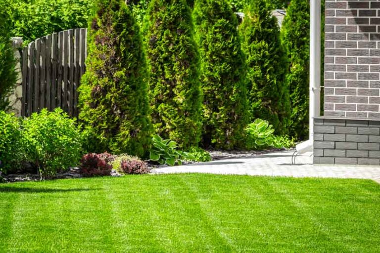 Types Of Sod Grass (Varieties of Grass & Sod Care Tips)
