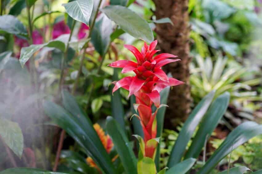 Beautiful red and green bromeliad blooming in nature
