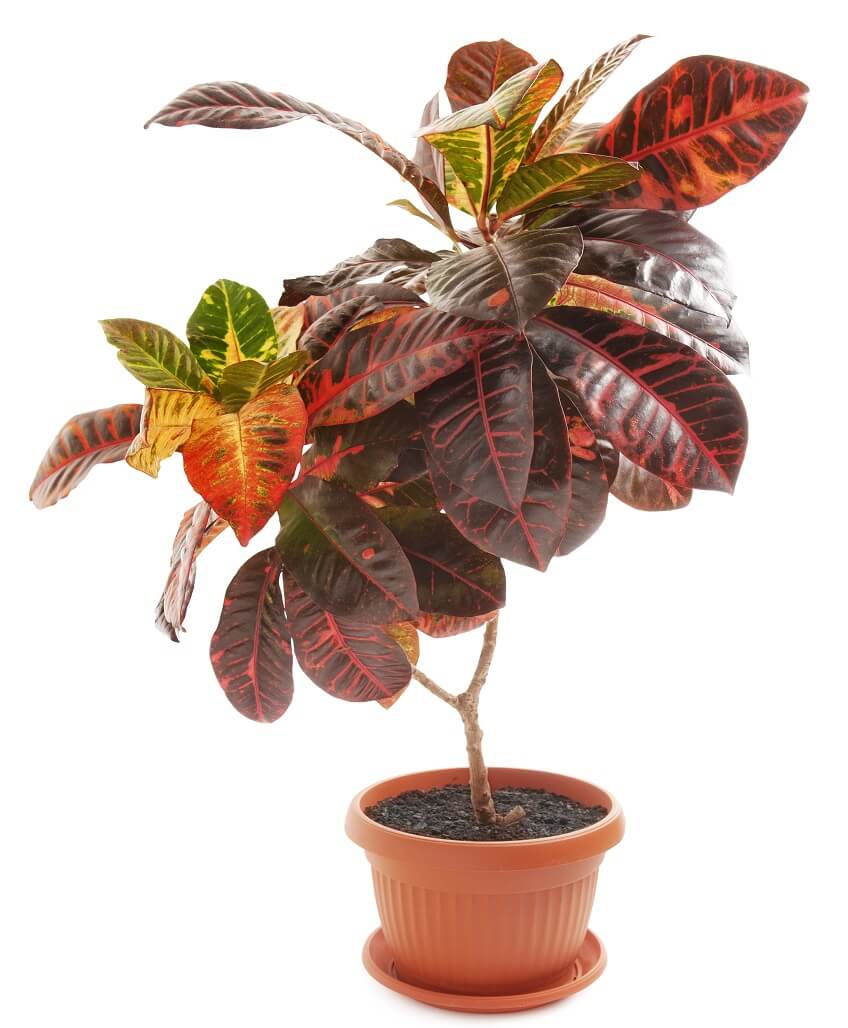 Red iceton croton plant on pot 