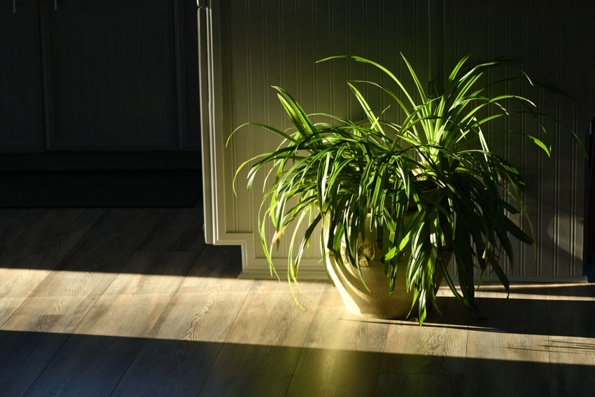 Room interior with wood floor, and a plant