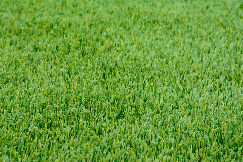 Ryegrass type of sod grass