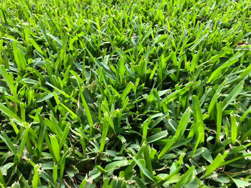 St Augustine type of sod grass