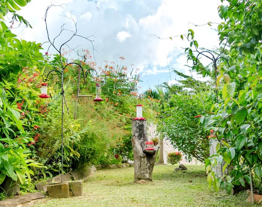Tropical landscaped backyard garden with hummingbird feeders