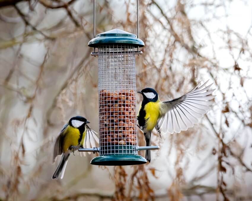 Two birds feeding on peanut feeder