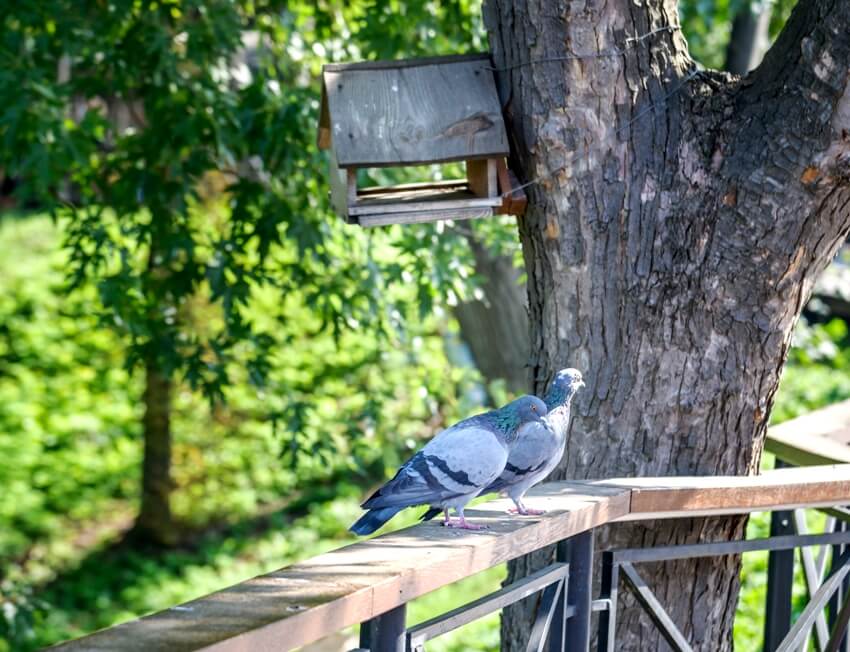 Two large pigeons are sitting in a fence near small hopper feeder