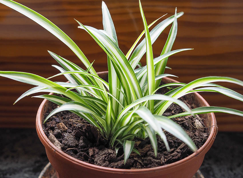 Variegated Plants