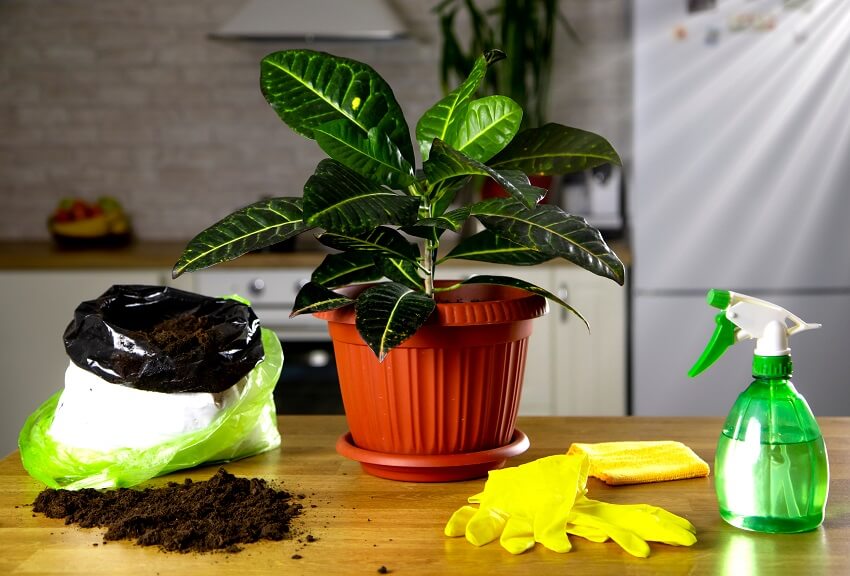 A view of a green croton plant with large green leaves in a brown pot against the background of a bag of earth and yellow gloves